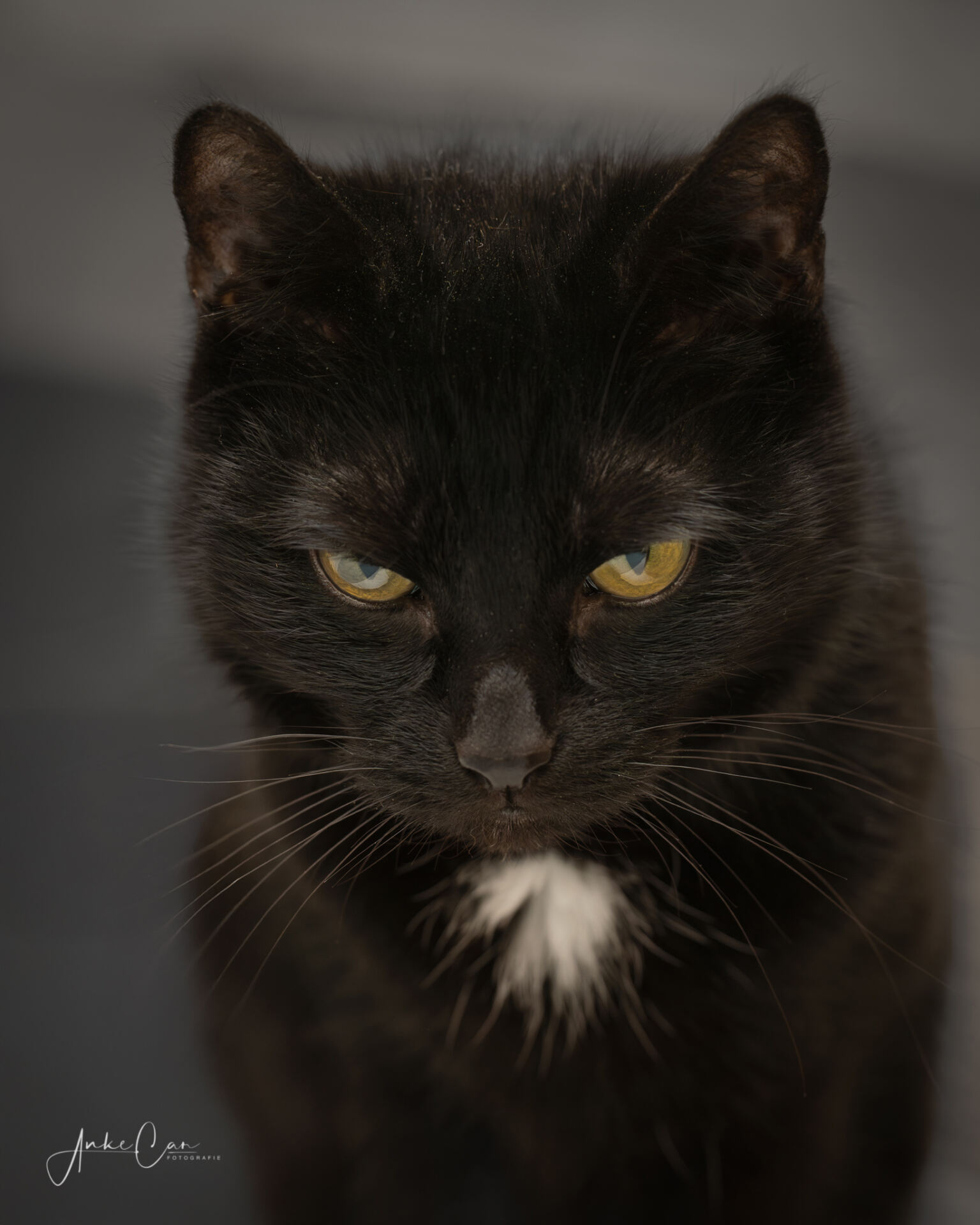 Sozial Media Anke Car1