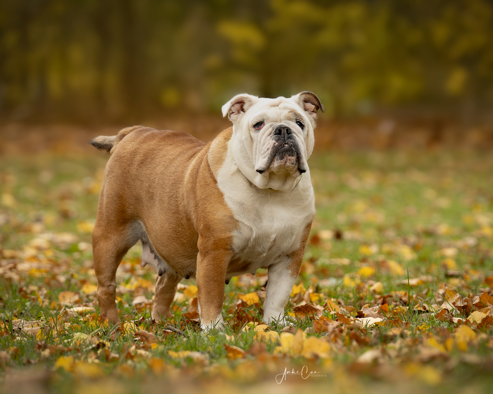 Sozial Media Anke Car10