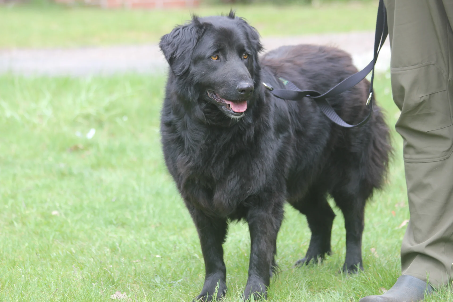 Merlin (20)