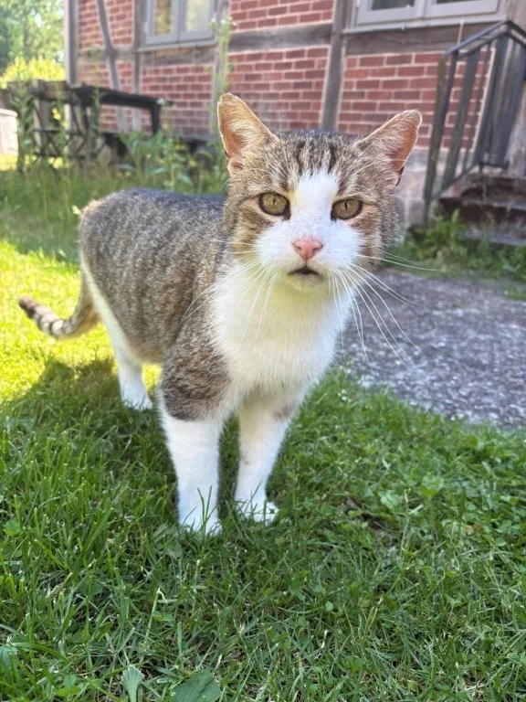 Tom und Jerry 03 01