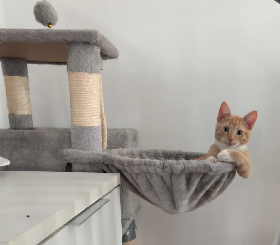 Simba 02